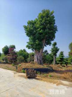 100公分大叶女贞