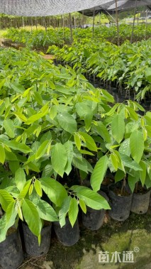 高度20厘米番荔枝