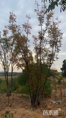 40公分丛生黄连木