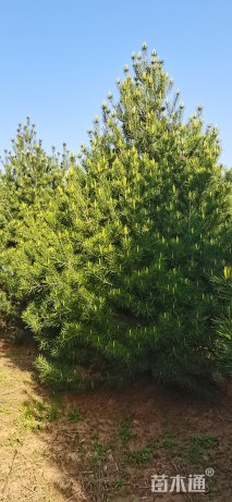 高度550厘米白皮松