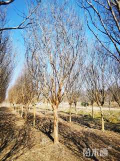 高度400厘米大红花