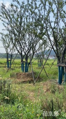 10公分(5杆)丛生朴树