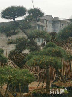 10公分造型黑松