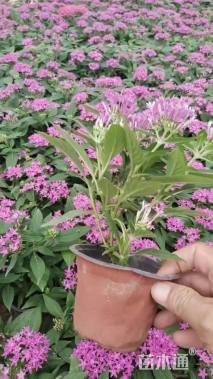 高度20厘米五星花