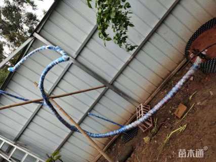 高度1000厘米山木香