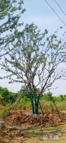 15公分丛生乌桕