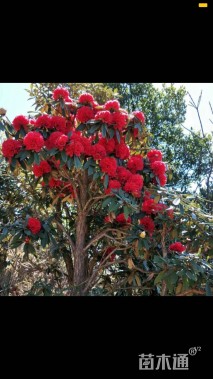 高度100厘米山茶花
