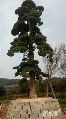 45公分造型日本罗汉松