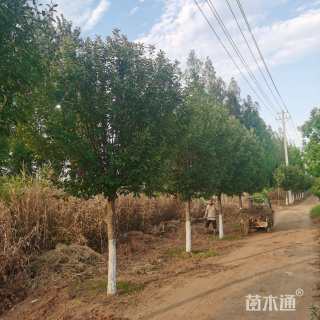 13公分绚丽海棠