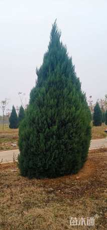 高度400厘米河南桧