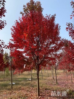 15公分美国红枫-红冠