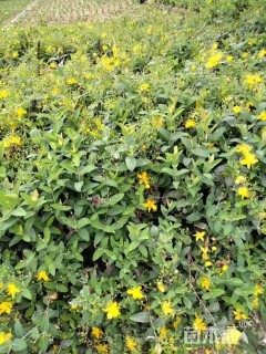 高度40厘米金丝桃