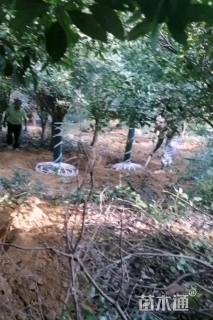 15公分红叶石楠