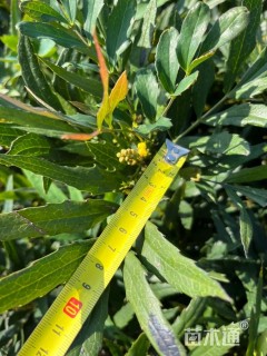 高度35厘米狭叶十大功劳