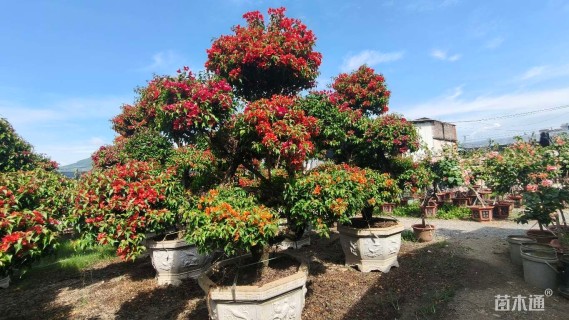 高度250厘米桑巴三角梅