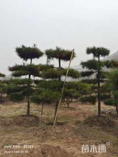 14公分造型油松