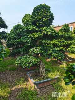 10公分造型小叶榕