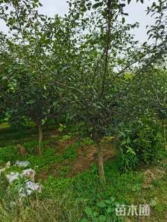 10公分垂丝海棠