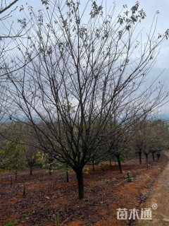 17公分染井吉野樱