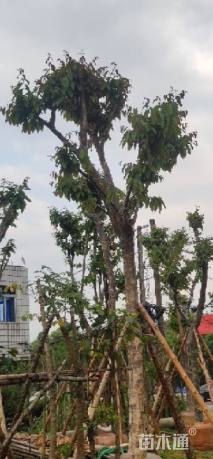 18公分大叶紫薇