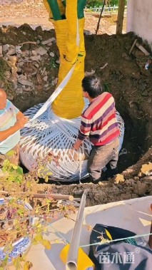 高度600厘米含笑