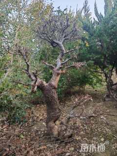 10公分造型榆树