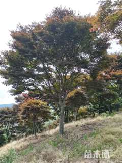 19公分中国红枫