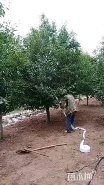 18公分八棱海棠