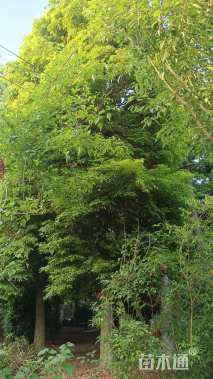 30公分金丝楠木