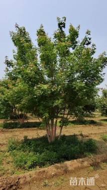 高度800厘米丛生元宝枫