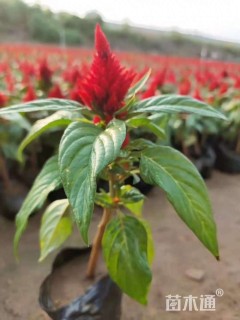 高度20厘米绿叶鸡冠花