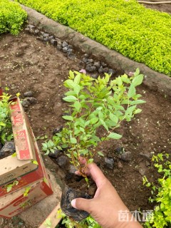 高度30厘米金山绣线菊