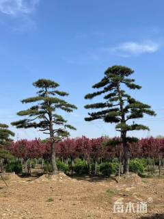 25公分造型黑松