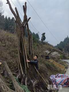 高度800厘米金弹子