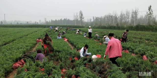 高度50厘米匍地柏