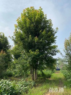 高度500厘米丛生美国红枫