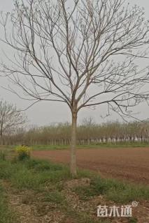 高度700厘米丛生三角枫