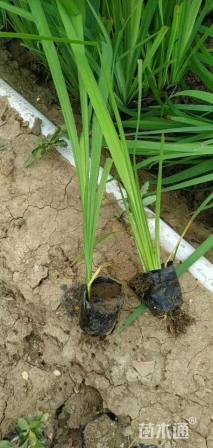 高度30厘米黄菖蒲