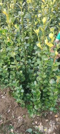 高度200厘米北海道黄杨