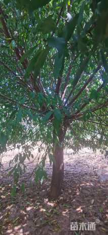 15公分菊花碧桃