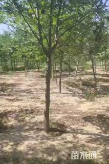 10公分暴马丁香