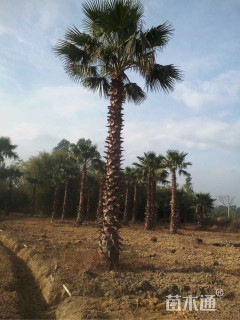 裸干高400厘米华盛顿棕