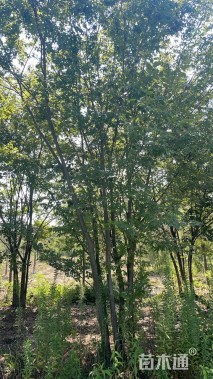 55公分(6杆)丛生榉树