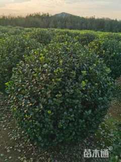 冠幅120厘米卫矛球