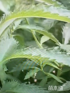 高度50厘米泽兰