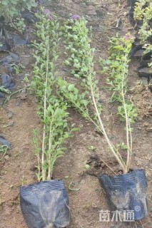 高度30厘米小叶丁香