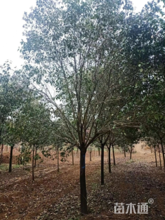 12公分大叶女贞