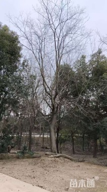 30公分朴树
