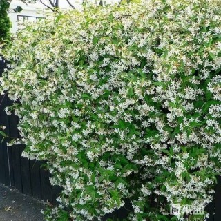 风车茉莉，意大利络石藤