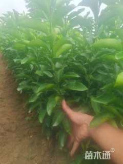 高度40厘米沃柑